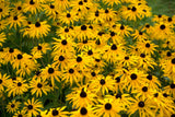 2000 BLACK EYED SUSAN Rudbeckia Hirta Yellow Heirloom Native Flower Seeds