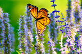 30 MIXED COLORS AGASTACHE Aurantiaca Cana Hummingbird Mint Hyssop Flower Seeds