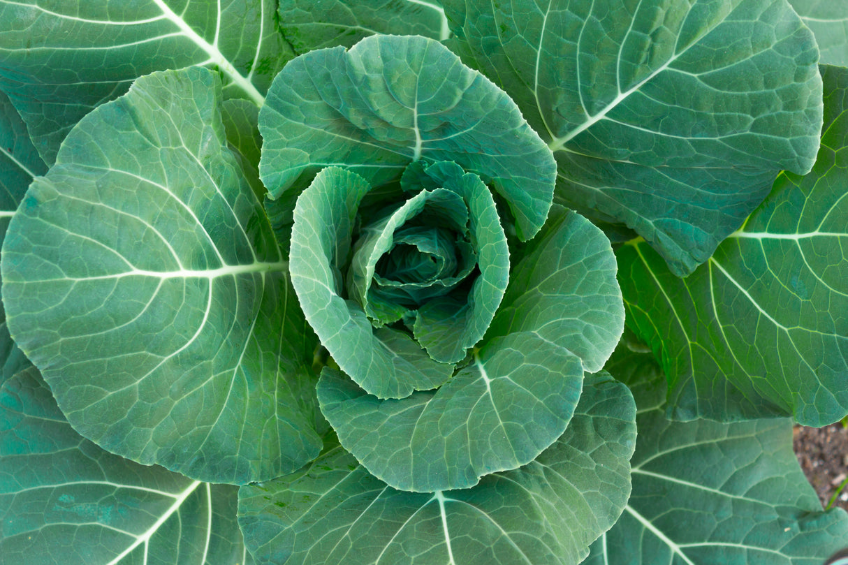 250 VATES COLLARDS Collard Greens Brassica Oleracea Acephala Vegetable Seeds