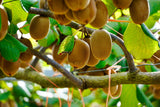 50 GOLDEN KIWI FRUIT Yellow Actinidia Chinensis Kiwifruit Chinese Gooseberry Flower Vine Seeds