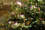 20 CAPER BUSH Edible Capers Flinders Rose Flower Capparis Spinosa Shrub Seeds
