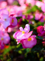 25 Rose PINK WAX BEGONIA Semperflorens Fibrous Shade Flower Seeds