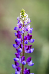 100 ARROYO LUPINE (Hollowleaf Lupine / Succulent Lupine) Lupinus Succulentus Flower Seeds