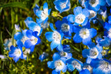 250 BABY BLUE EYES Nemophila Menziesii Fragrant Butterfly Flower Seeds