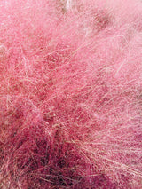 40 PINK MUHLY GRASS Cotton Candy Grass Muhlenbergia Capillaris Native Seeds