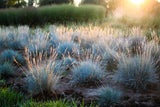 100 BLUE Sheeps FESCUE GRASS Festuca Ovina Glauca Cinerea Seeds