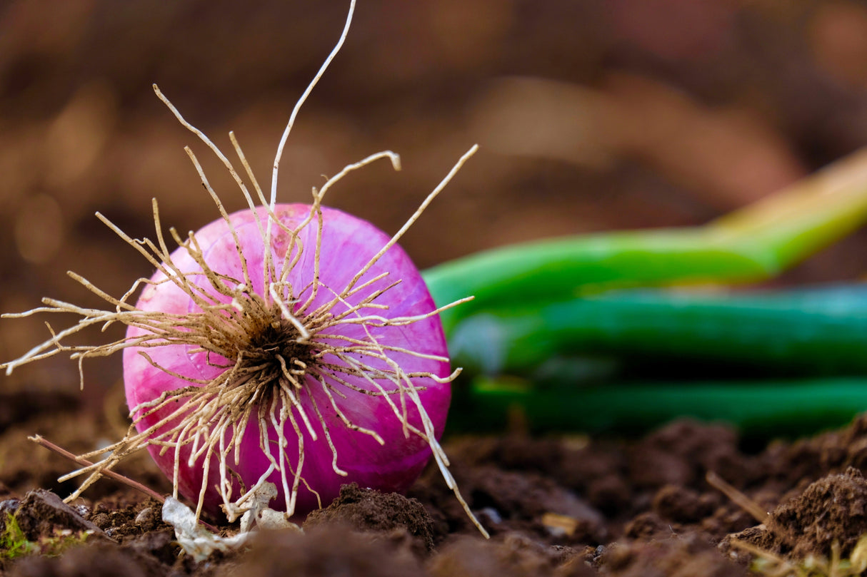 250 RED BURGUNDY ONION Allium Cepa Vegetable Seeds