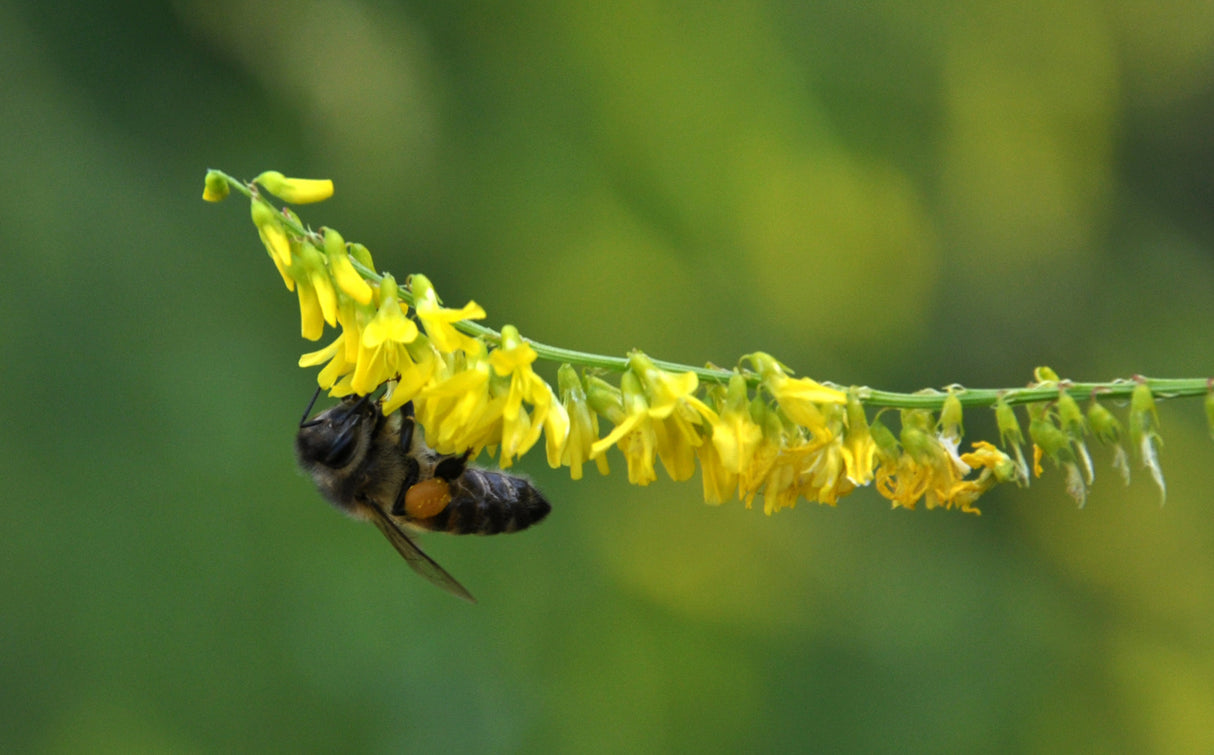 3000 YELLOW SWEET CLOVER Melilotus Officinalis Flower Seeds