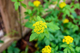 150 GOLDEN ALEXANDER (Golden Zizia / Meadow Zizia) Zizia Aurea Flower Seeds