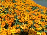 250 Mixed Colors CLASSIC ZINNIA Linearis Angustifolia Narrow Leaf Creeping Mexican Flower Seeds