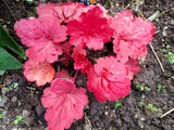 1200 Mixed Colors CORAL BELLS HEUCHERA Shade Flower Seeds
