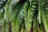 10 CANARY ISLAND Date PALM Phoenix Canariensis Tree Seeds