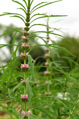 100 Pink CHINESE MOTHERWORT Leonurus Japonicus Siberian Honey Herb Flower Seeds