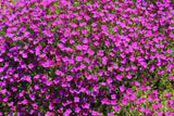 150 SPRING CHARM ROCKCRESS Rose Rock Cress Arabis Arendsii Flower Mix Seeds