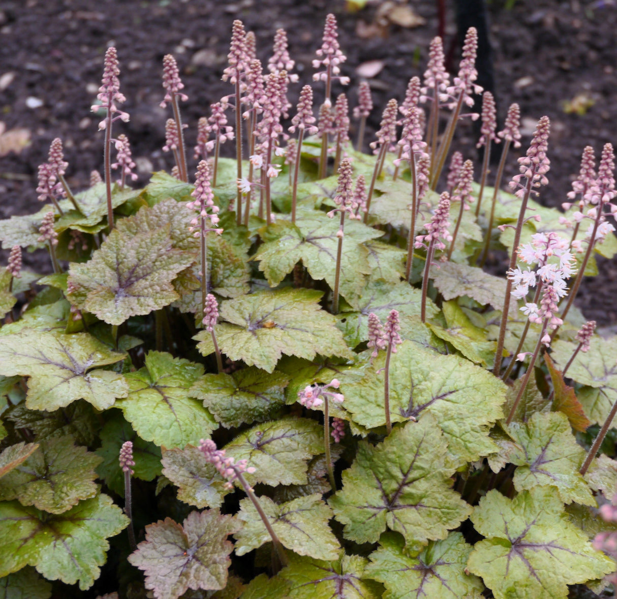 20 HEARTLEAF FOAMFLOWER White & Pink Tiarella Wherryi Coolwort Flower Seeds