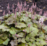 20 HEARTLEAF FOAMFLOWER White & Pink Tiarella Wherryi Coolwort Flower Seeds