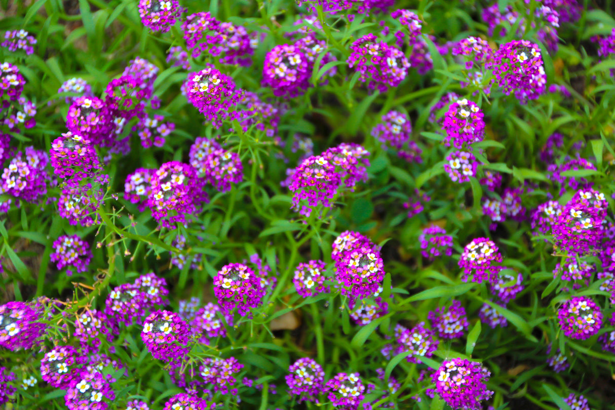 100 EASTER BONNET ALYSSUM Lobularia Maritima Bright Violet Purple Flower Seeds