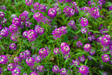 100 EASTER BONNET ALYSSUM Lobularia Maritima Bright Violet Purple Flower Seeds