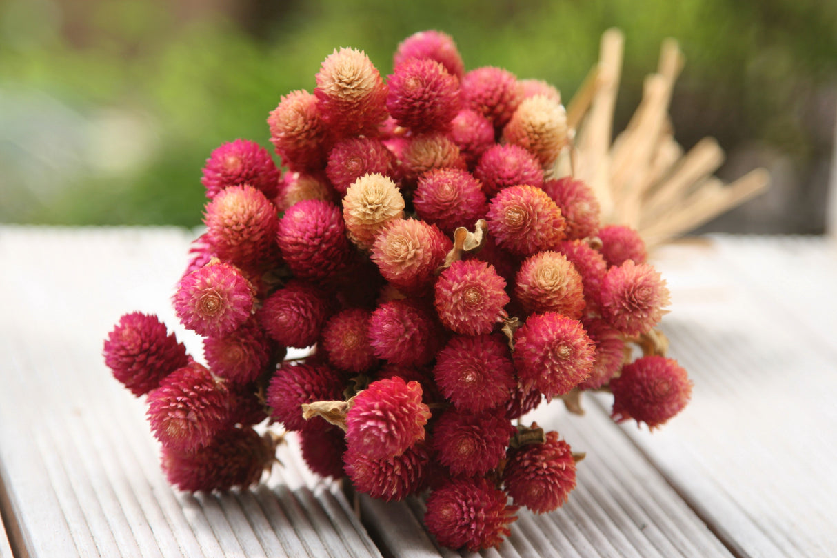 50 GLOBE AMARANTH MIX Gomphrena Globosa Mixed Colors Amaranthus Flower Seeds