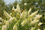 50 WHITE BUTTERFLY BUSH Buddleja Davidii Flower Seeds