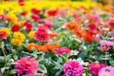 200 Mixed Colors ZINNIA POMPON Zinnia Elegans Flower Seeds