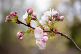 10 Japanese MOUNTAIN CHERRY Hill Cherry Prunus Serrulata Spontanea Pink & White Flowers Red Fruit Tree Seeds