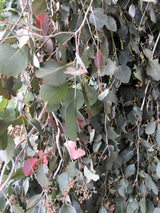 50 RED FLOWERING EUCALYPTUS Sideroxylon Mugga Ironbark Tree Seeds