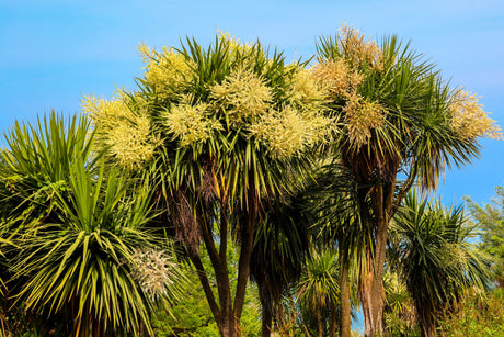 50 CABBAGE PALM / GIANT DRACAENA Australis Cordyline Tree Houseplant Seeds