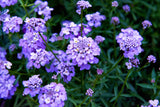 2000 Fairy DWARF MIX CANDYTUFT Iberis Umbellata Flower Seeds