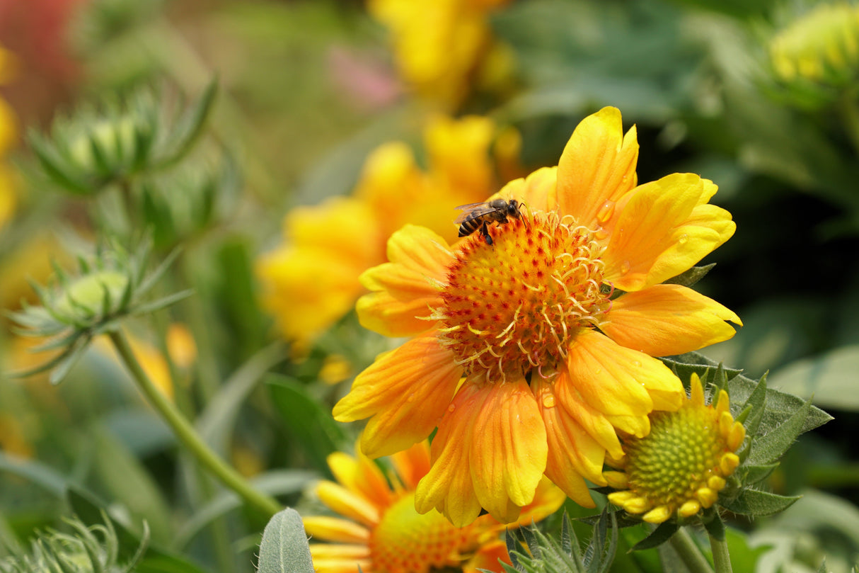 100 YELLOW GAILLARDIA (Blanket Flower / Indian Blanket) Gaillardia Aristata Flower Seeds