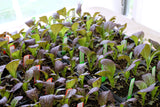 1500 RED GIANT MUSTARD Ornamental Japanese Greens Herb Vegetable Brassica Seeds