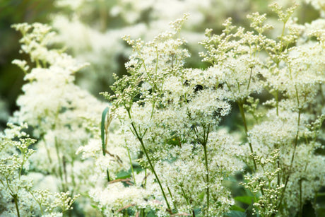 20 QUEEN of the MEADOW Filipendula Ulmaria Meadowsweet Native Prairie Fragrant White Flower Seeds