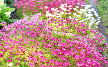50 ROSE ROBE SAXIFRAGA Arendsii Mossy Rockfoil Evergreen Flower Seeds