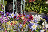 100 DWARF COLUMBINE MIX Aquilegia Vulgaris Mixed Colors Flower Seeds
