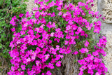 150 SPRING CHARM ROCKCRESS Rose Rock Cress Arabis Arendsii Flower Mix Seeds