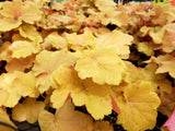 1200 Mixed Colors CORAL BELLS HEUCHERA Shade Flower Seeds