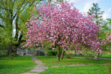 10 JAPANESE FLOWERING CHERRY Tree Oriental Prunus Serrulata Flower Seeds