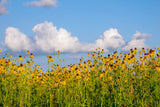 100 YELLOW CONEFLOWER Ratibida Pinnata Flower Seeds