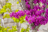 40 CHINESE REDBUD Cercis Chinensis Shrub Small Tree Pink Purple Flower Seeds