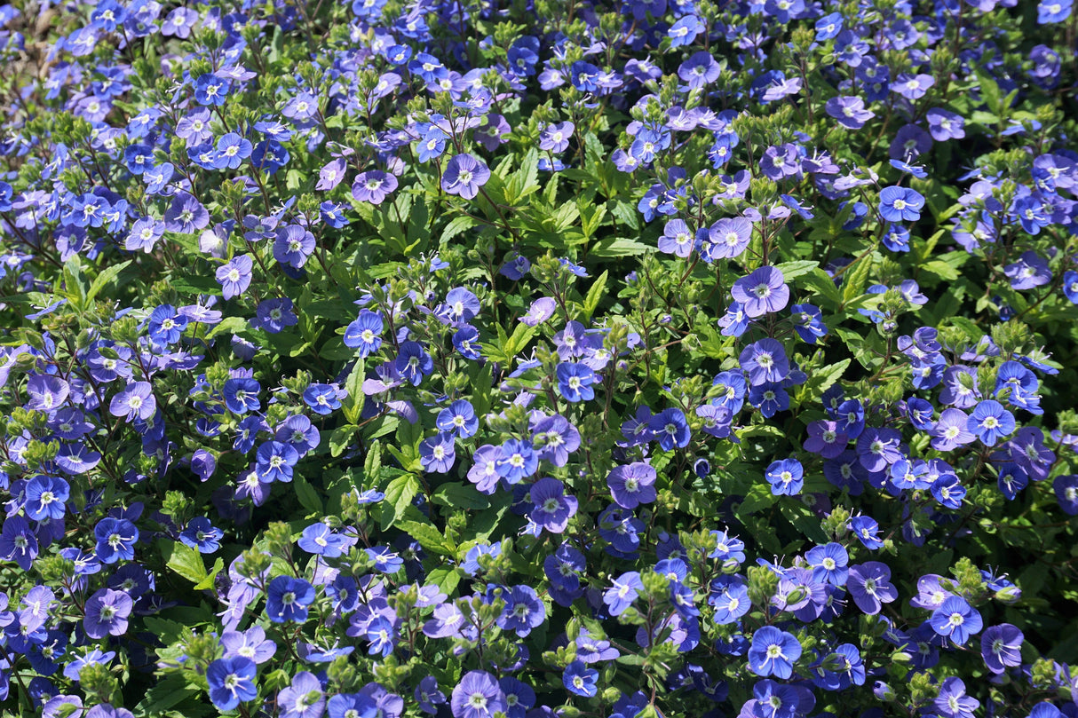 25 CREEPING BLUE SPEEDWELL Veronica Repens Groundcover Flower Seeds
