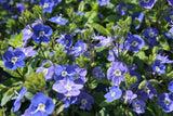 25 CREEPING BLUE SPEEDWELL Veronica Repens Groundcover Flower Seeds