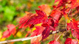 25 SIBERIAN MAPLE TREE Acer Ginnala Seeds - Red Fall Foliage