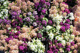 500 Sweet ALYSSUM PASTEL CARPET Mix Lobularia Maritima Flower Seeds