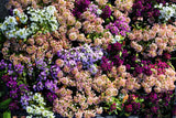 50 Easter Bonnet PEACH ALYSSUM Lobularia Maritima Hummingbird Flower Seeds