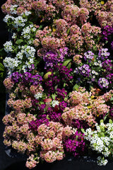 50 Easter Bonnet PEACH ALYSSUM Lobularia Maritima Hummingbird Flower Seeds