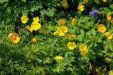 20 Yellow WELSH POPPY Meconopsis Papaver Cambricum Perennial Shade Flower Seeds