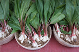 20 RAMP / WILD LEEK Allium Tricoccum Ramps Vegetable Herb White Shade Flower Seeds
