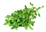 150 Creeping WINTER SAVORY Satureja Montana Herb Pink Flower Seeds
