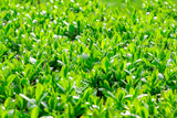 40 LITTLELEAF BOXWOOD Korean Buxus Microphylla Koreana Shrub Seeds