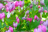 10 Pink FRINGED Fern Leaf BLEEDING HEART Dicentra Eximia Fernleaf Sun or Shade Flower Seeds